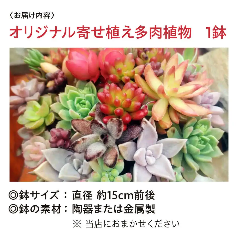 観葉植物 オリジナル寄せ植え[APCJ005]観葉植物 