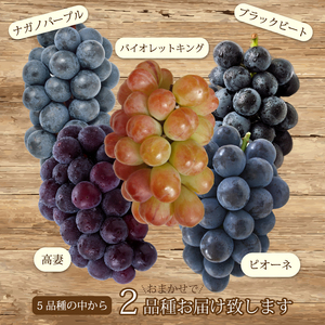 【先行受付】農園おまかせぶどうセット2房(約1.5kg)2026年9月下旬発送予定 果物 くだもの フルーツ ブドウ 葡萄 202007
