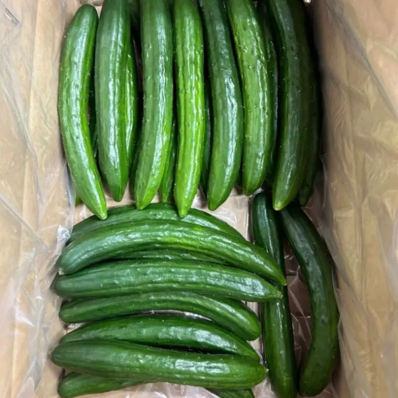 No.2975 JGAP農家の採れたて新鮮きゅうり　約2kg C級品