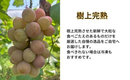 訳あり クイーンニーナ 2～3房 合計1.1kg以上 産地直送 朝採れ ぶどう 葡萄 岡山 Kawahara Green Farm 岡山県産 2026年 先行予約
