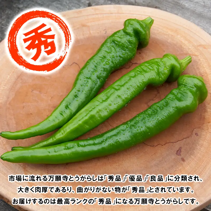 【5月中旬～11月下旬発送】 万願寺とうがらし 秀品 1kg 