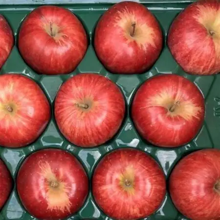 【訳あり】青森県産りんご「サンつがる　家庭用」約5kg　産地直送!_果物・フルーツ りんご  リンゴ 林檎_【配送不可地域：離島】【1513092】