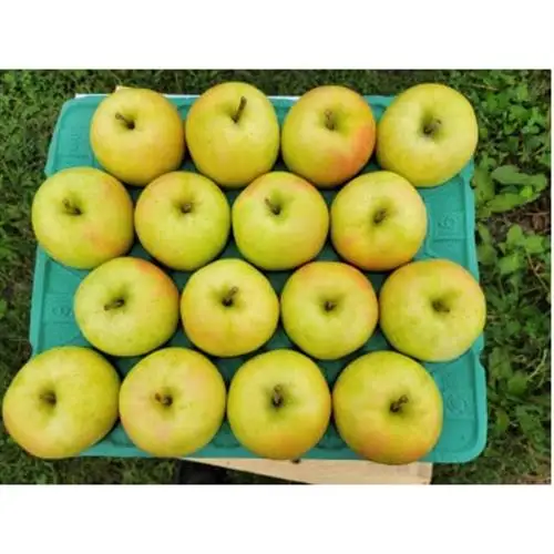 【訳あり】青森県産りんご「トキ　家庭用」約5kg　産地直送!_果物・フルーツ りんご  リンゴ 林檎_【配送不可地域：離島】【1513093】