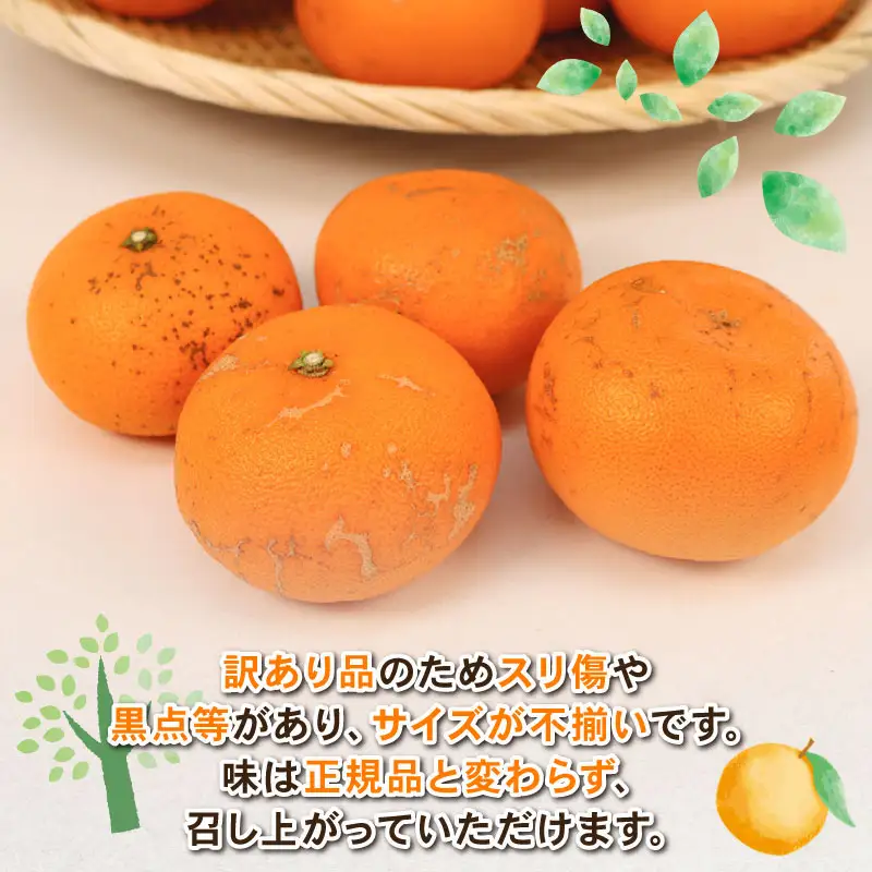 せとか 訳あり 4.5kg せとか Shirai B015-115008