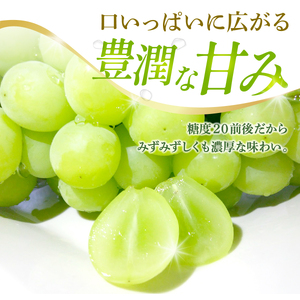 【2026年発送】ジューシーで甘さ抜群 厳選シャインマスカット500g　フルーツ シャインマスカット