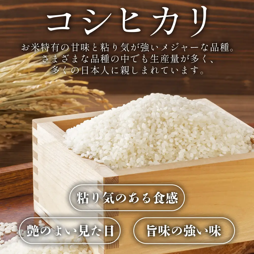 コシヒカリ 2kg 令和8年産新米 新米 コシヒカリ 精米 at-0055