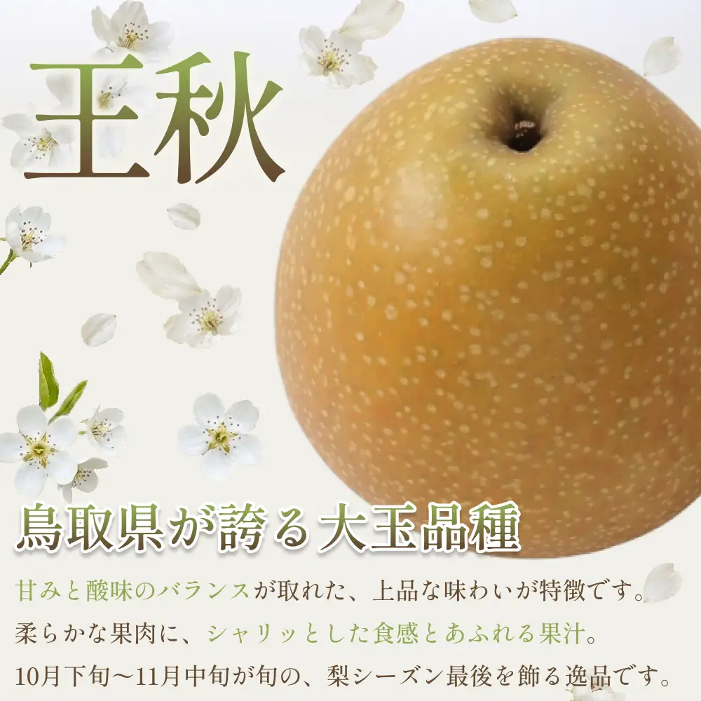 中野農園 梨 ”王秋梨” 3kg箱｜鳥取 岩美 梨 なし ナシ※お届けは2026年11月以降【41016】