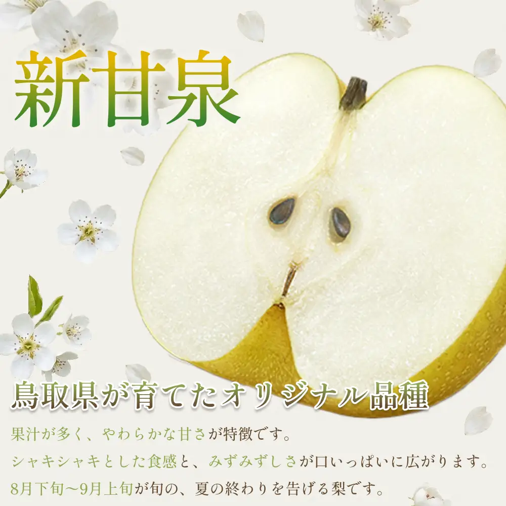 【先行予約】中野農園 梨 ”新甘泉” 3kg箱｜鳥取 岩美 梨 なし ナシ※お届けは2026年8月下旬以降【41020】