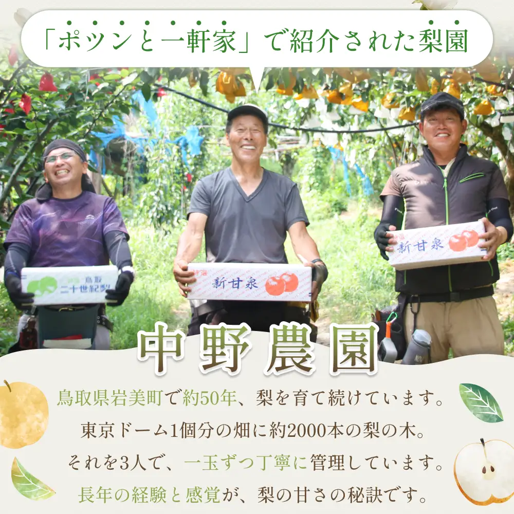 【先行予約】（訳あり）中野農園 梨 ”新甘泉” 5kg箱｜鳥取 岩美 梨 なし ナシ※お届けは2026年8月下旬以降【41022】