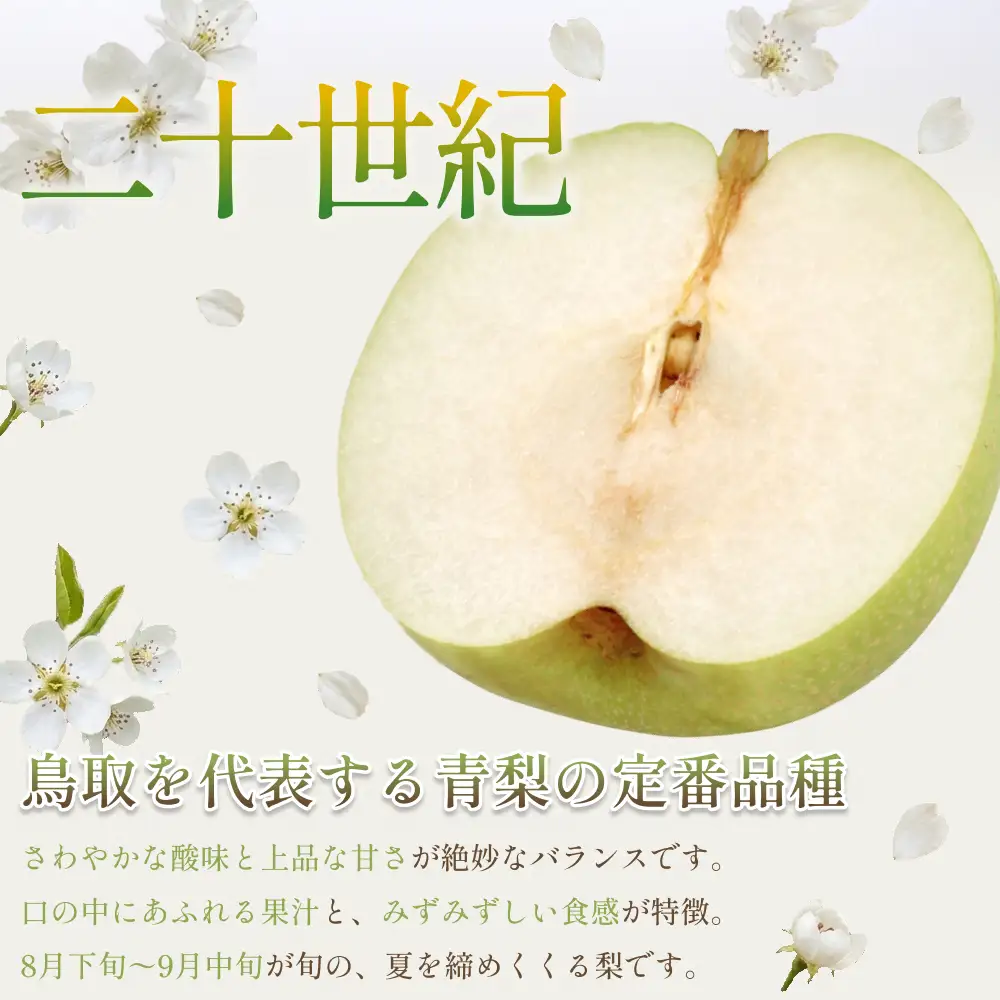 【先行予約】中野農園 梨 ”二十世紀梨” 5kg箱｜鳥取 岩美 梨 なし ナシ※お届けは2026年8月下旬以降【41026】