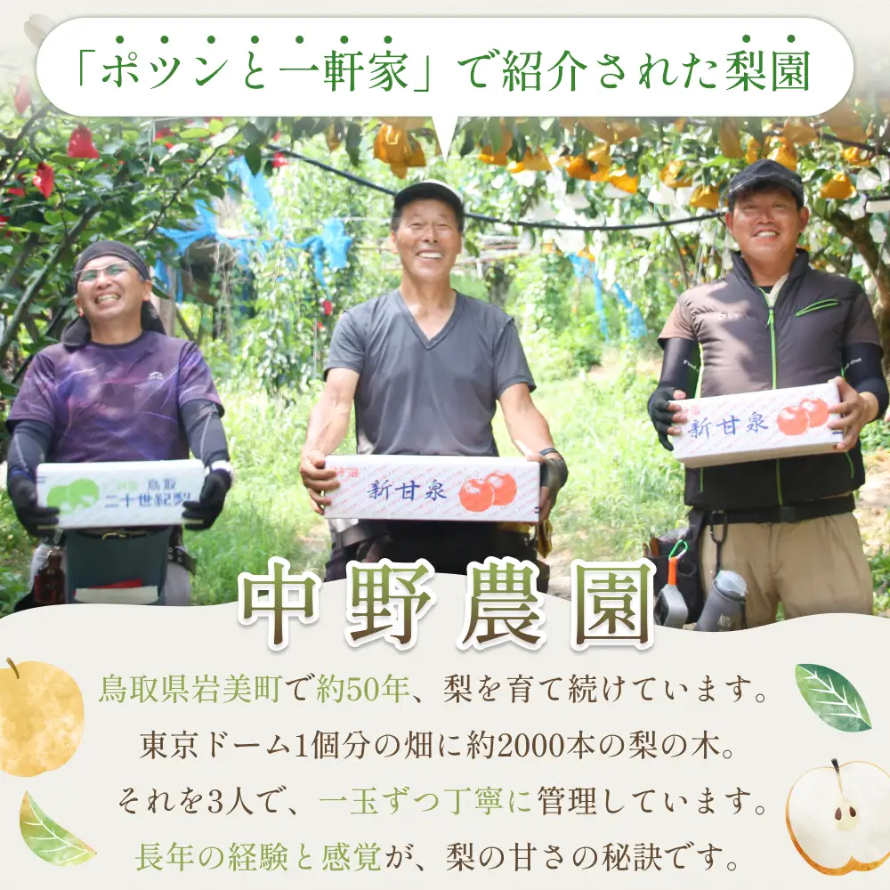 【先行予約】（訳あり）中野農園 梨 ”二十世紀梨” 5kg箱｜鳥取 岩美 梨 なし ナシ※お届けは2026年8月下旬以降【41027】