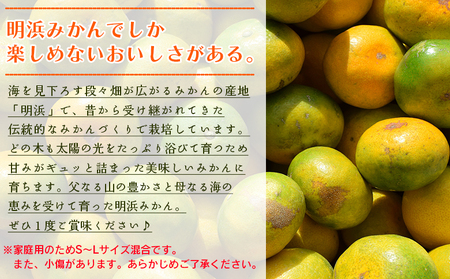 ＜天晴みかん 極早生 家庭用 約2kg＞ 温州ミカン 柑橘 果物 くだもの フルーツ 蜜柑 訳あり ワケアリ 自宅用 期間限定 季節限定 食べて応援 特産品 産地直送 ニコマル 株式会社笑丸 愛媛県 西予市【常温】『2026年9月下旬～10月中旬迄に順次出荷予定』AAN0037
