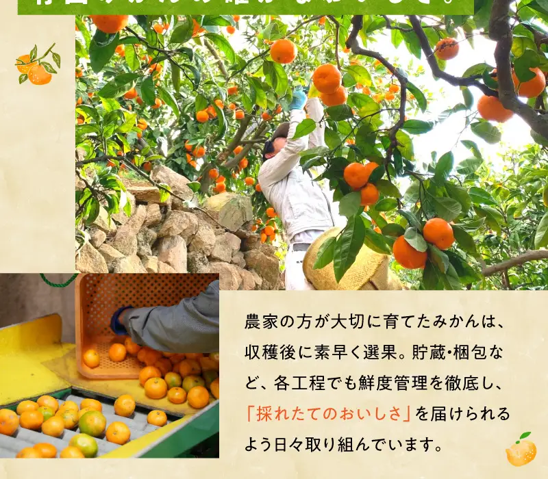 【2026先行予約】訳ありゆら早生 みかん 箱込 7.5kg ( 内容量 6.8kg ) サイズミックス 有田みかん 和歌山県産_MK1067