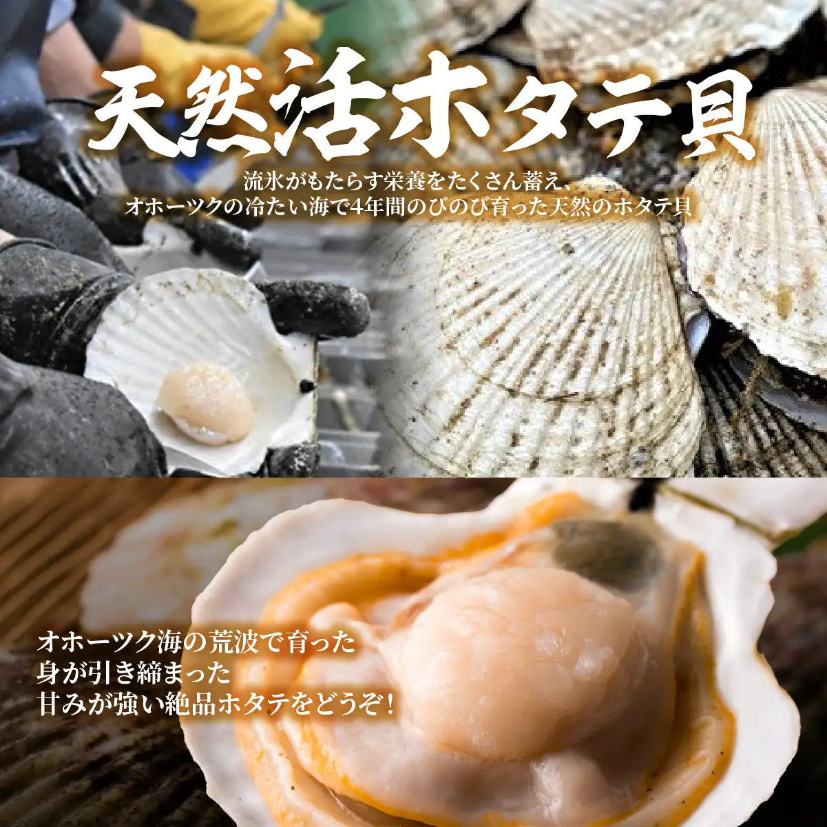 【先行予約】北海道網走産天然活ホタテ貝 4kg前後（令和7年7月より順次発送）| 活ホタテ 活きほたて ホタテ ほたて 帆立 活ほたて 北海道 網走市 ABAE017