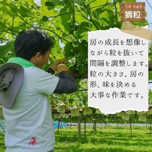 【数量限定】朝採れ厳選シャインマスカット 1.5kg（3～4房）