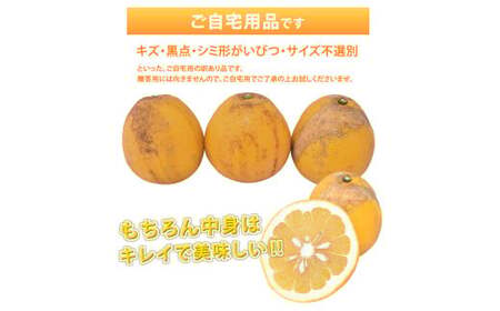 ＜ R8年熊本地震復興支援 ＞訳あり 河内晩柑 8kg 晩柑 ばんかん 柑橘類 果物 フルーツ 【2027年3月下旬～7月下旬迄発送予定】