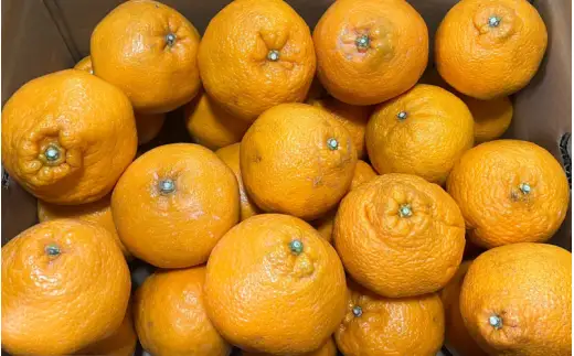 訳あり 旬の 柑橘 詰め合わせ（3種以上）5kg / みかん 蜜柑 フルーツ 果物 くだもの 和歌山 ※2027年2月上旬～2027年3月下旬に順次発送 ※北海道・沖縄・離島配送不可 【eiw049-c-5】
