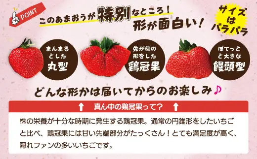 博多あまおう2パック（冬） 250g～270g×2パック 合計約500g～540g あまおう いちご 苺 イチゴ フルーツ 果物 くだもの【2026年12月上旬-2027年1月下旬発送予定】