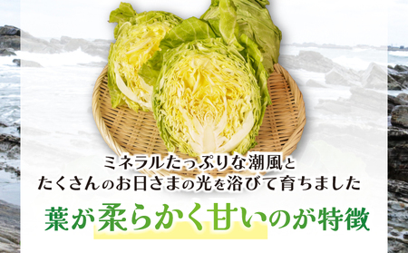 春キャベツ 3～4玉 キャベツ 【2027 先行予約】