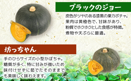 かぼちゃ 詰め合わせ 約3~5玉 カボチャ