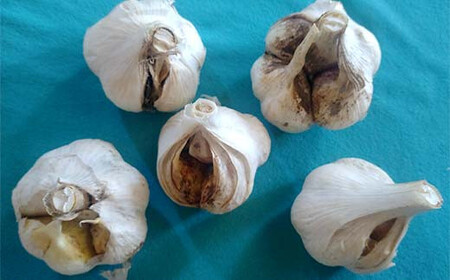 《訳あり》 有機JAS認証 にんにく 皮割れ・欠け 約1kg【和楽堂りんご養生農苑】 オーガニック 無農薬 F21U-283