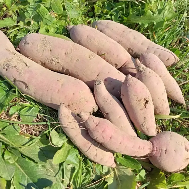 有機認証 自然栽培 さつまいも（紅はるか） 約2kg 【むがし農園】 オーガニック F21U-375