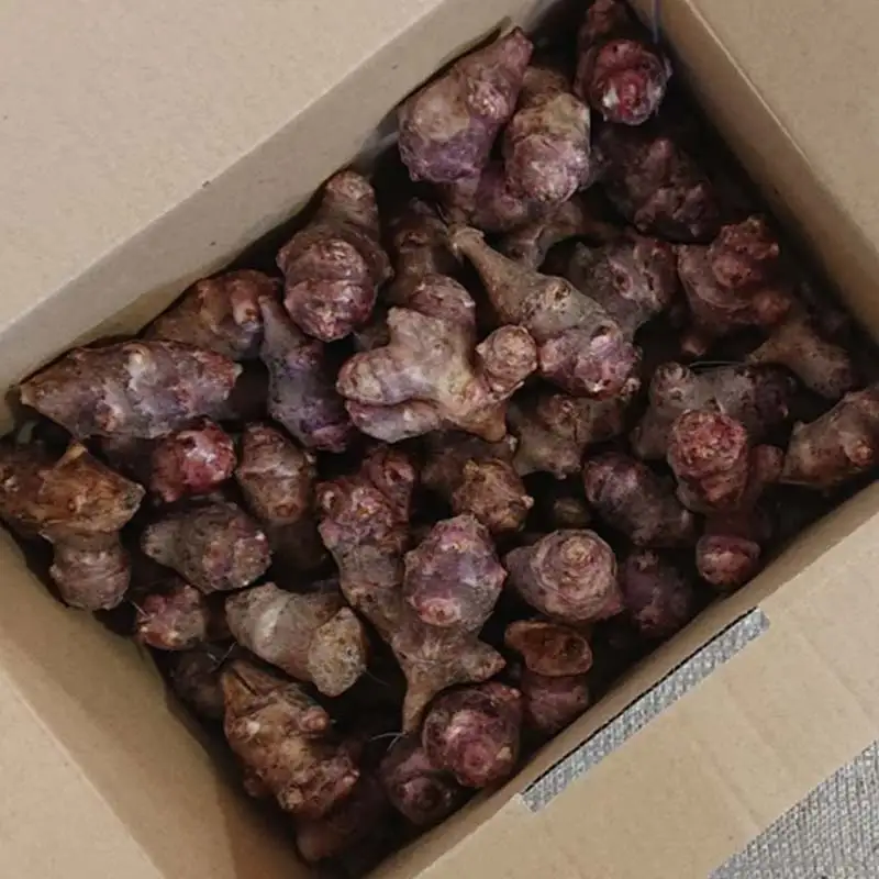 有機認証 自然栽培 赤菊芋(生) 約1kg 【むがし農園】 キクイモ オーガニック F21U-376