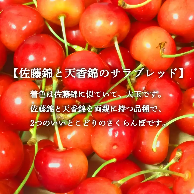 さくらんぼ 「コルト紅秀峰 M～2Lサイズ」 バラ (約1kg ) ※6～7人分 【川守田観光さくらんぼ園】 F21U-162