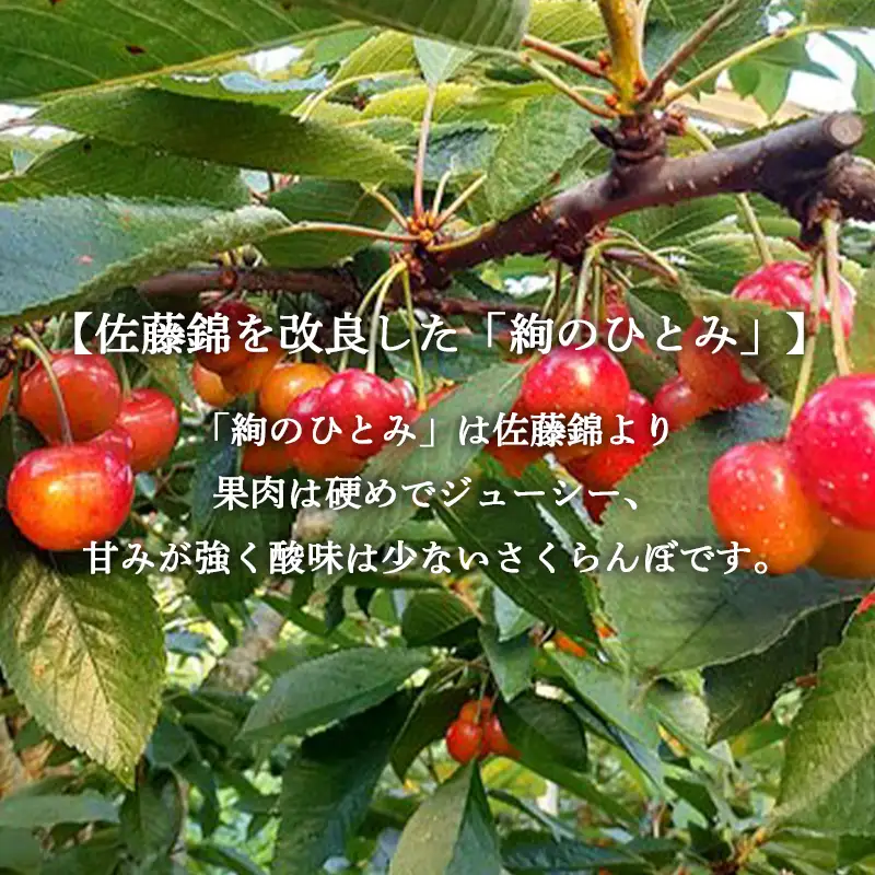さくらんぼ 「絢のひとみ」バラ（約1kg）※6～7人分 【川守田観光さくらんぼ園】 F21U-166