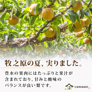 梨 豊水 3kg 令和8年度産 先行予約 8月中旬より順次発送 数量限定  山清 yamasei 静岡県 牧之原市