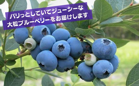 ブルーベリー 国産大粒 2種以上食べ比べ 125g×4パック 計500g | ブルーベリー 金子果樹園