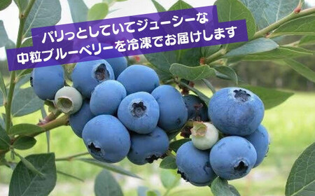 ブルーベリー 国産 冷凍ブルーベリー 500g×2袋 計1kg | ブルーベリー 金子果樹園