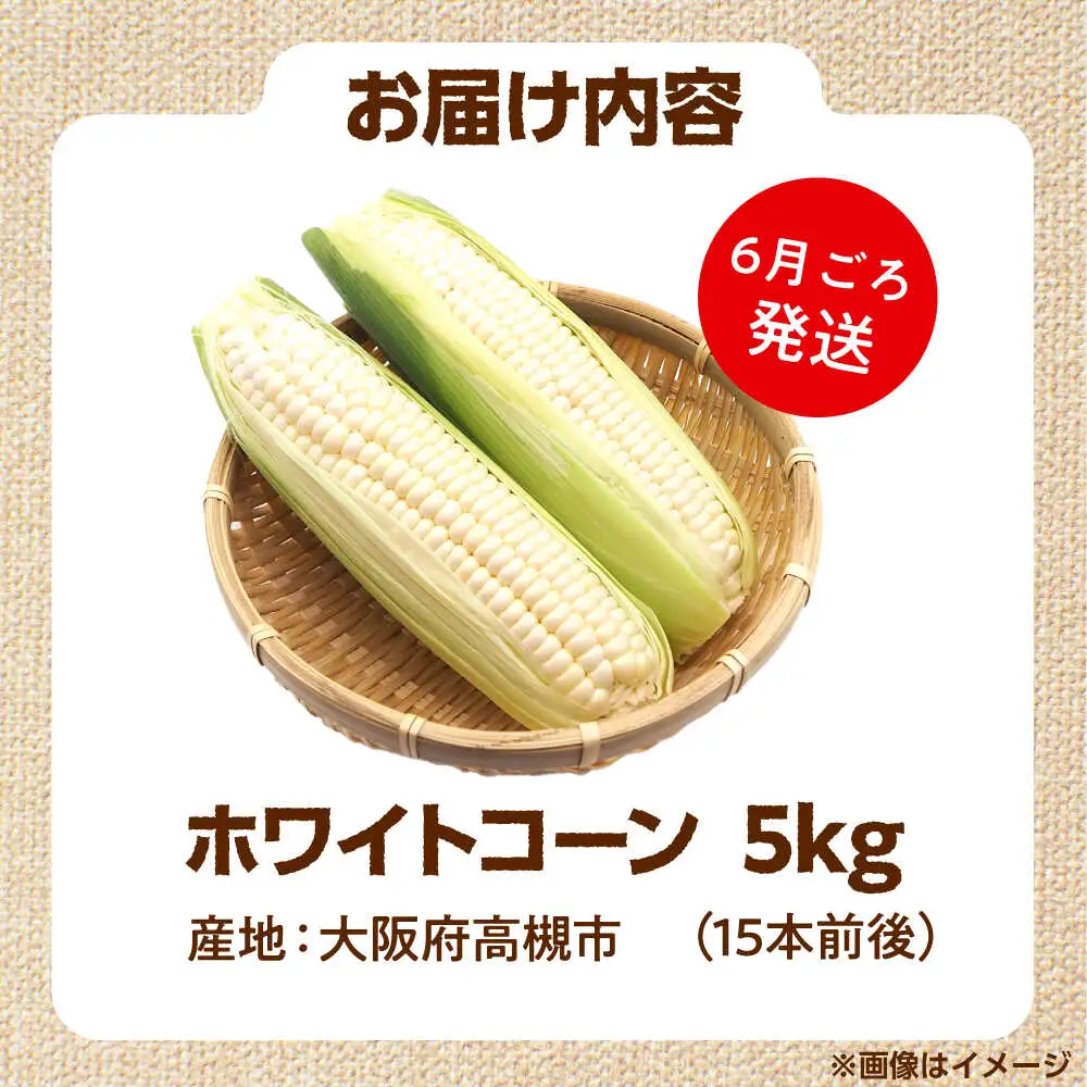 【6月以降発送予定】ホワイトコーン 5kg/15本前後[AOCS029]