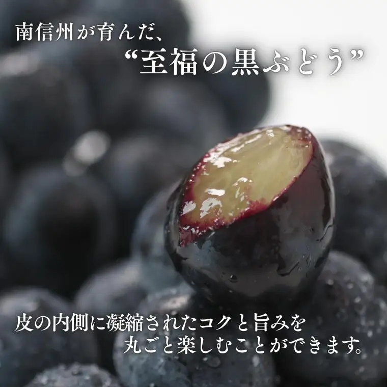 MS33 ぶどう ナガノパープル （長野県産秀品） 約2kg / 2026年8月下旬～10月上旬頃 配送予定 // 種なし 皮ごと 葡萄 ブドウ ぶどう ナガノ パープル 南信州 長野県 オリジナル品種 稀少