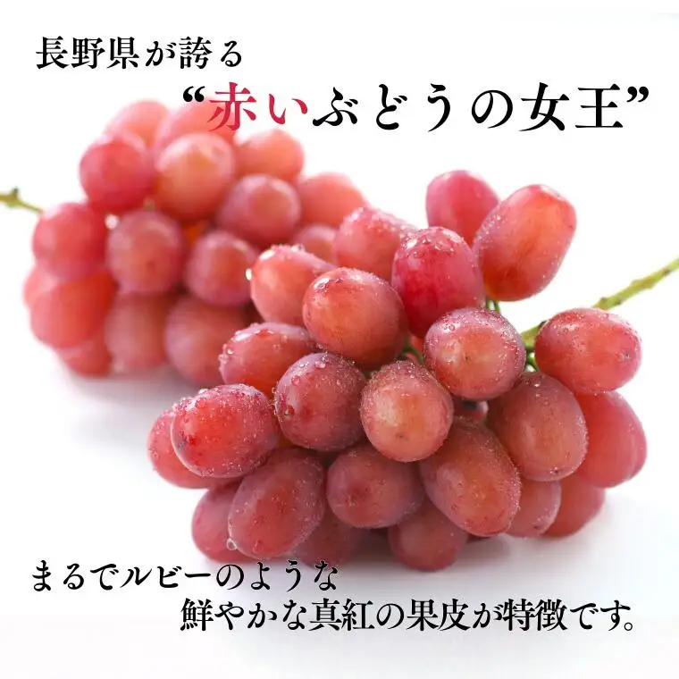 MS34 ぶどう クイーンルージュ®（長野県産秀品） 約1kg / 2026年10月中旬～11月上旬頃 配送予定 // 稀少 新品種 長野県 南信州 高糖度 葡萄 ブドウ 甘い 種なし 皮ごと
