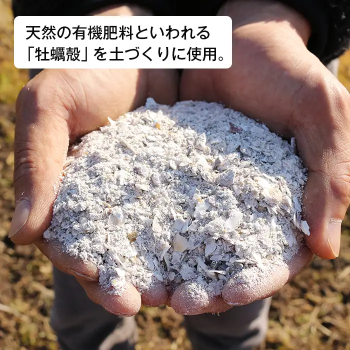 淡路島産玉ねぎオイスターラブ 10kg箱　玉ねぎ