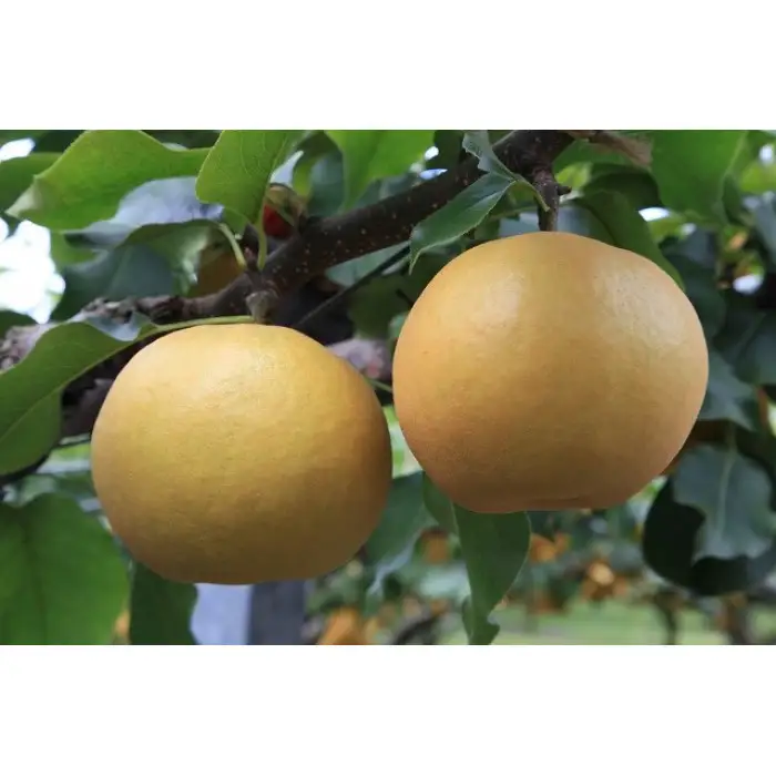 【先行予約】数量限定 鳥取県産梨 新興（しんこう） 5kg（10～12玉）