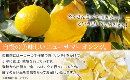 ＜おはこやがつくる ニューサマーオレンジ（日向夏） 約2kg（L～3Lサイズ）＞ 果物 フルーツ 柑橘 ミカン 蜜柑 日向夏 小夏 特産品 西宇和 愛媛県 西予市【常温】『2027年4月上旬～4月中旬迄に順次出荷予定』MOK0021