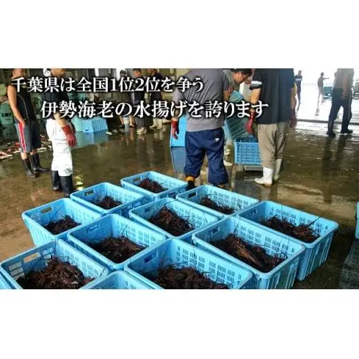 C03-J04 伊勢海老の干物 200g×4尾