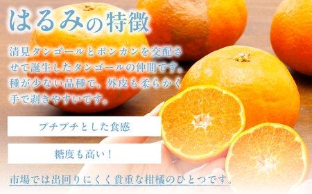 【先行受付】【数量限定】【山採り無選別】はるみ 約10kg ※離島への配送不可（2027年2月中旬より順次発送） IKTAB012 