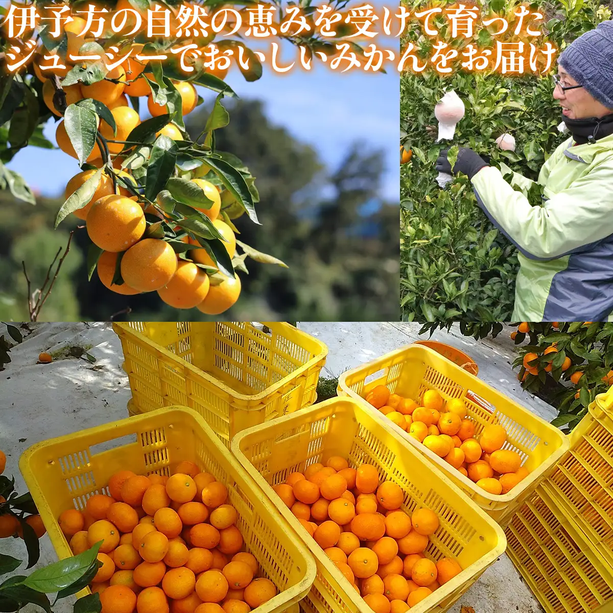 【先行予約】【家庭用】清見タンゴール 3kg ※北海道・沖縄・離島への配送不可（2027年3月11日より順次発送） IKTAT005 | 清見タンゴール