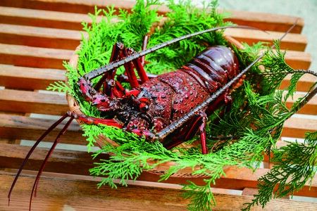 【家庭用】伊勢海老（2～5尾・総量1kg） ※離島への配送不可（2026年9月より順次発送） IKTB028 