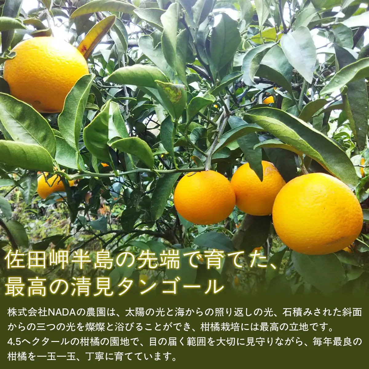 【先行予約】【農家直送】愛媛県産 清見タンゴール 贈答用 4.5kg（2027年3月中旬～4月下旬に順次発送予定） IKTC007 