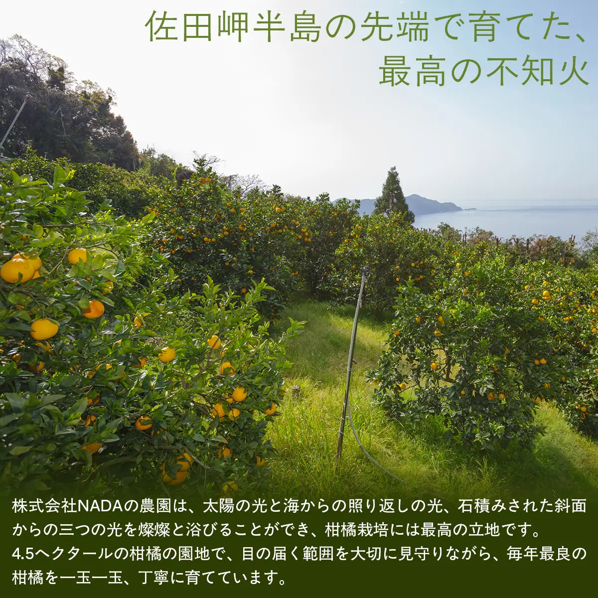 【先行予約】【農家直送】愛媛県産 不知火 贈答用 4.5kg （2027年2月下旬～3月下旬に順次発送予定） IKTC008 