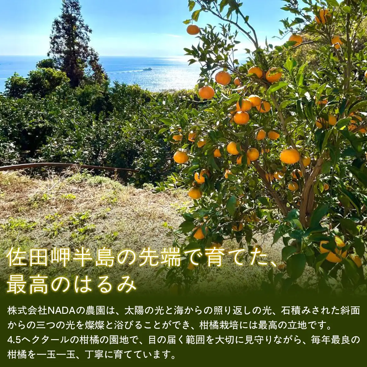 【先行予約】【農家直送】愛媛県産 はるみ 贈答用 4.5kg（2027年1月下旬～2月上旬に順次発送予定） IKTC009 