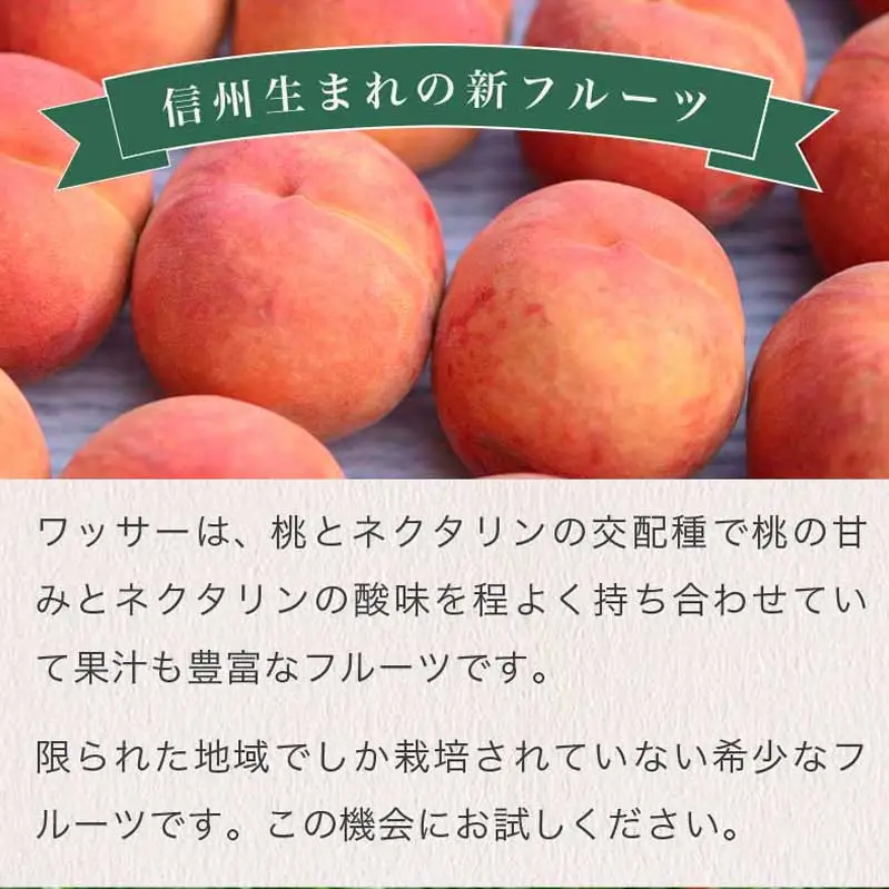 早生ワッサー 約2.8kg 9～13玉 ［おぶせファーマーズ］果物 フルーツ クール便 冷蔵便 長野県産 信州産  令和8年産【2026年7月下旬～8月中旬発送】［F-38］