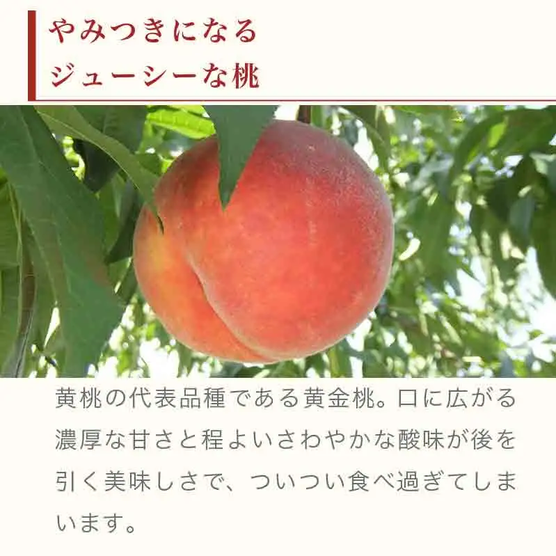 黄金桃 約3kg 7～12玉 ［小布施屋］ 桃 もも モモ フルーツ 果物 令和8年産 【2026年8月下旬～9月上旬発送】 ［A-11］