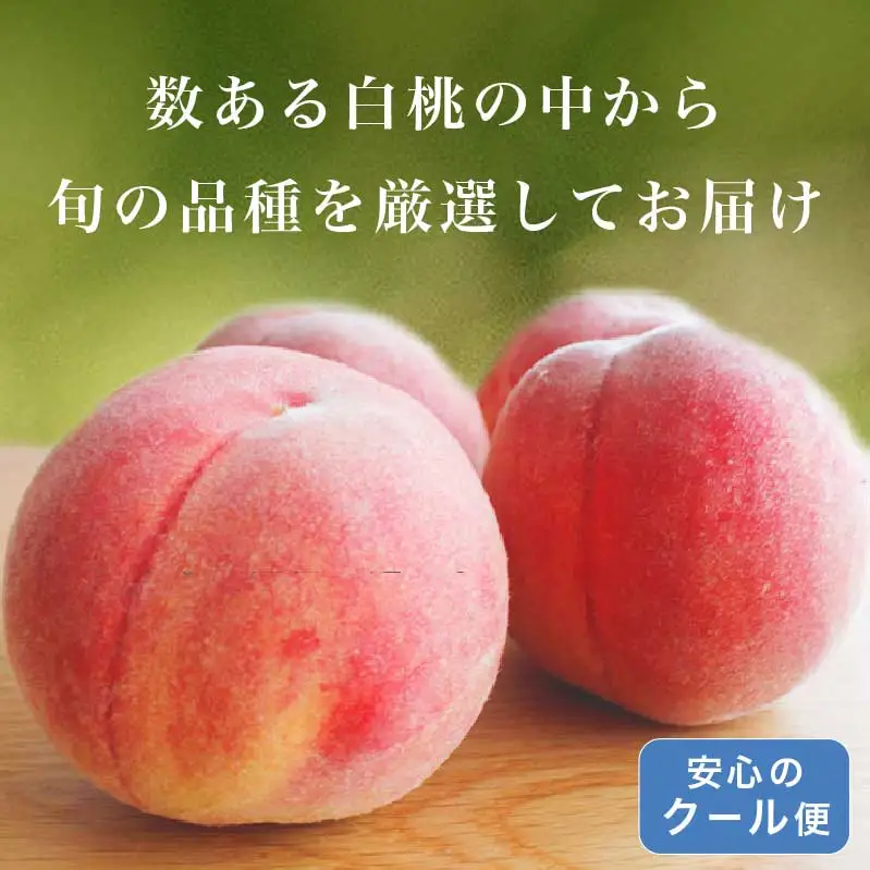 旬の白桃 約2kg 4～9玉 ［小布施屋］ 白桃 桃 もも モモ フルーツ 果物 クール便 冷蔵便 長野県産 信州産 期間限定 数量限定  たまき なつき あかつき 川中島白鳳 川中島白桃など 先行予約 2026 令和8年産 【2026年7月上旬～9月中旬発送】[H-76]