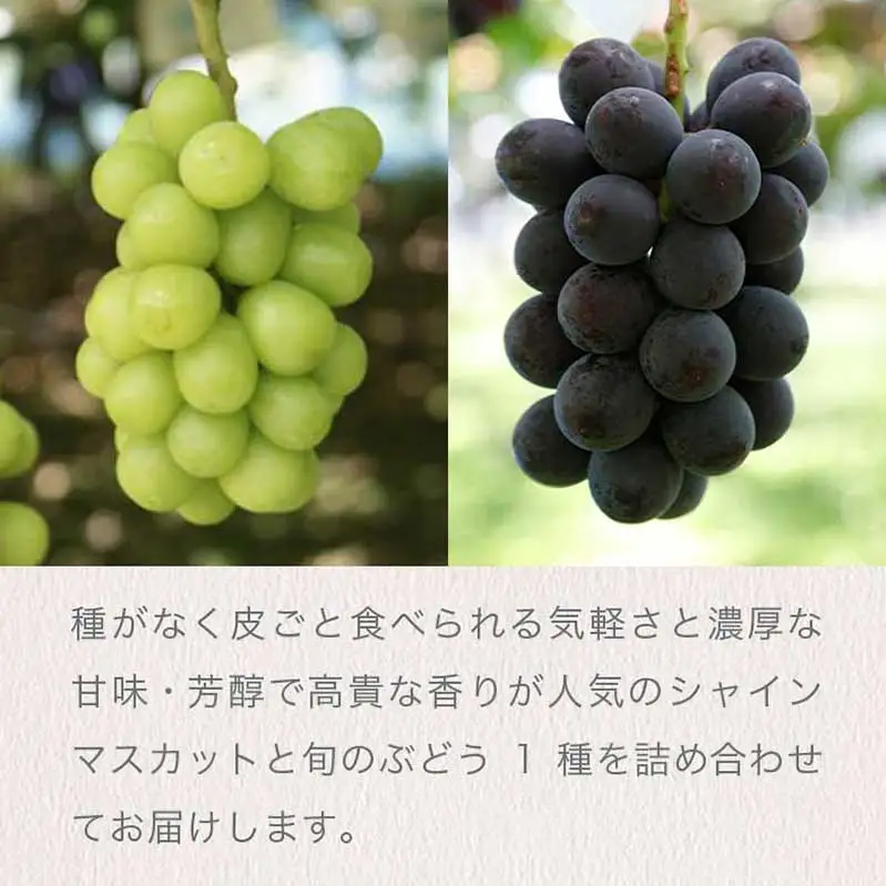 シャインマスカットと旬のぶどう 詰め合わせ 各1房 約900g［小布施屋］ 食べ比べ 果物 詰合せ セット フルーツ ぶどう 詰合せ 数量限定 長野県産 信州産 2種 くだもの フルーツセット おまかせ ブドウ  2026 先行予約 令和8年産 【2026年9月中旬～10月下旬発送】 ［A-229］
