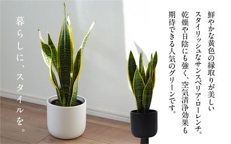 サンスベリアローレンチ （鉢色：ホワイト） モノトーン130陶器鉢 水位計つきセット インテリア 緑 グリーン 植物 簡単 初心者 かわいい 自然 おしゃれ 送料無料 Green Walk グリーンウォーク 愛知県 豊橋市